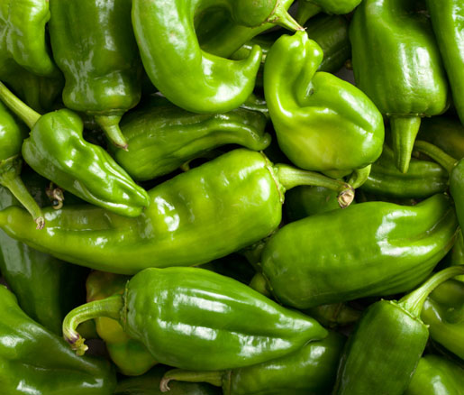 Feed back of Multi​ N on pepper crop​ 🌶🌶.